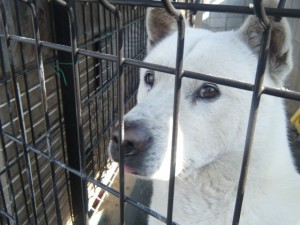 カメラをチラ見する「ギン君」（オス）